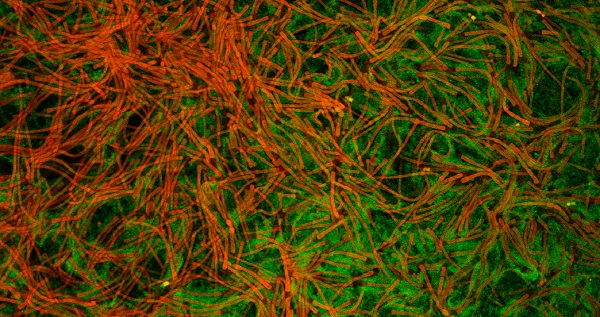 Biofilm formation of Tolypotrix sp. (red) and P. taiwanensis (green)
(&copy; Mahir Bozan / UFZ)
